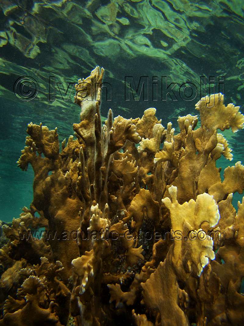 Fire Coral in the wild
